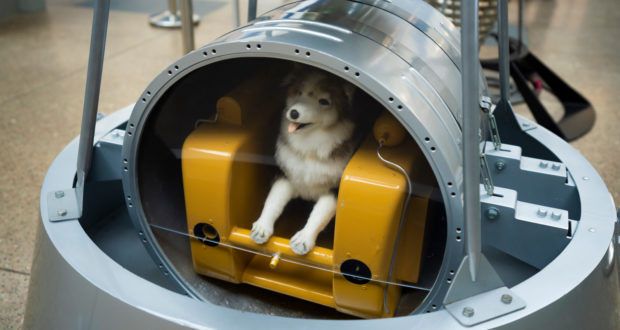 Белка и Стрелка